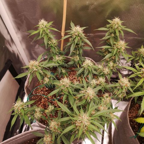 Royal gorilla automatic  growlog timeline photo