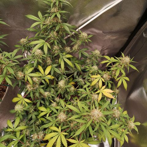 Royal gorilla automatic  growlog timeline photo