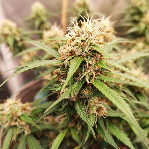 Royal gorilla automatic  growlog timeline photo