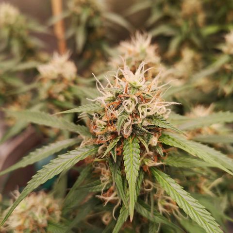 Royal gorilla automatic  growlog timeline photo