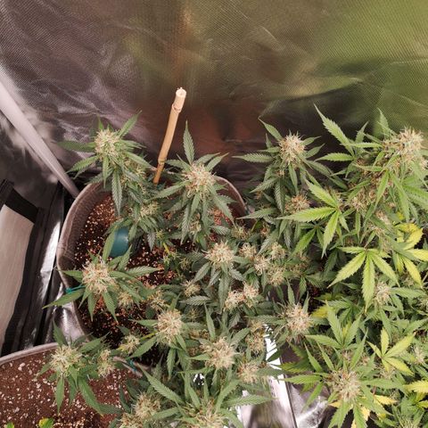 Royal gorilla automatic  growlog timeline photo