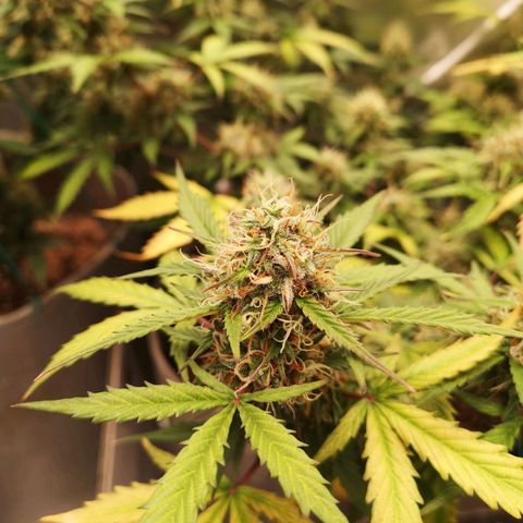 Royal gorilla automatic  growlog timeline photo