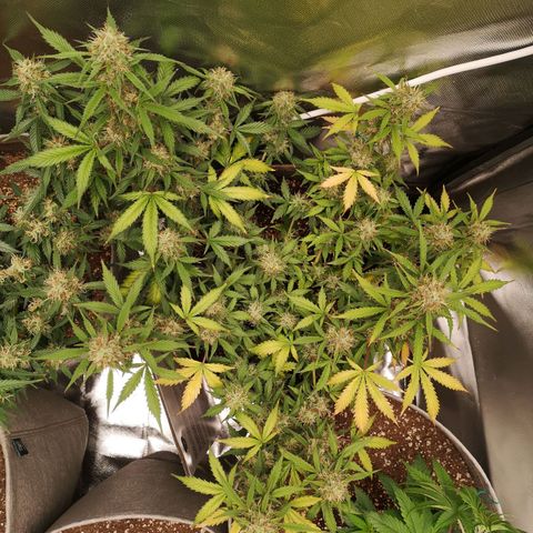 Royal gorilla automatic  growlog timeline photo