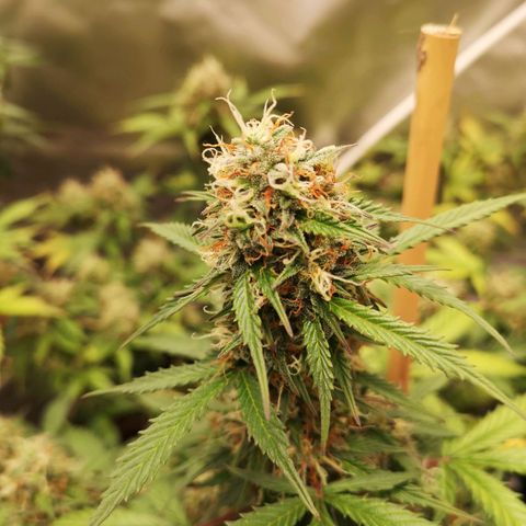 Royal gorilla automatic  growlog timeline photo