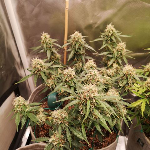 Royal gorilla automatic  growlog timeline photo