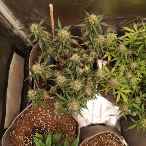 Royal gorilla automatic  growlog timeline photo