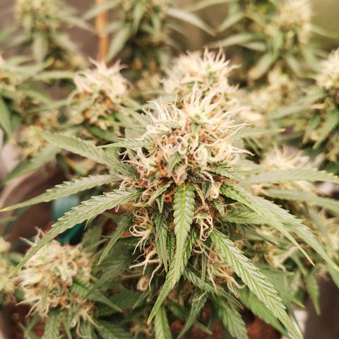 Royal gorilla automatic  growlog timeline photo
