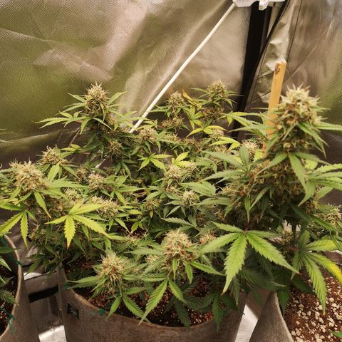 Royal gorilla automatic  growlog timeline photo