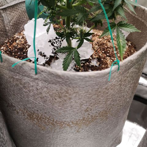 Royal gorilla automatic  growlog timeline photo