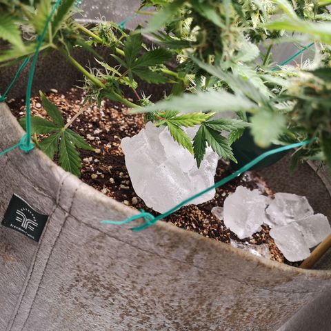Royal gorilla automatic  growlog timeline photo