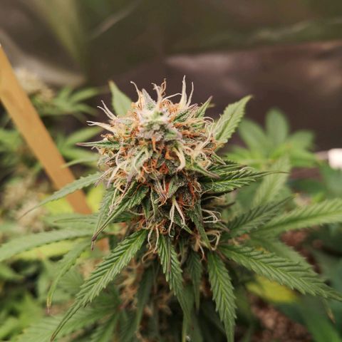 Royal gorilla automatic  growlog timeline photo