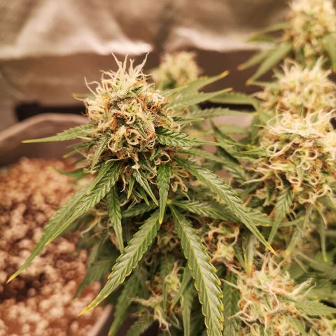 Royal gorilla automatic  growlog timeline photo