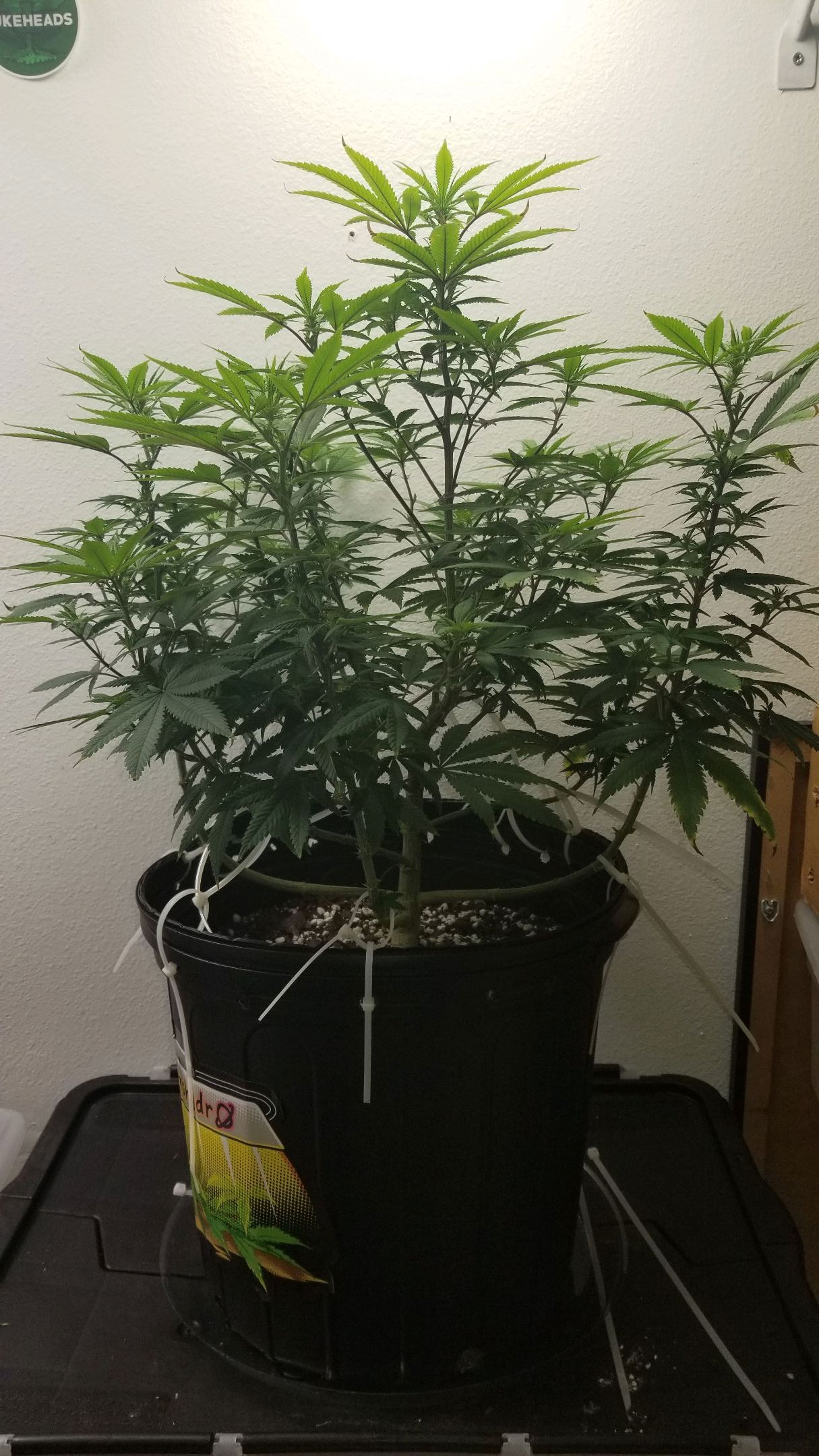 American Pie #2 growlog header