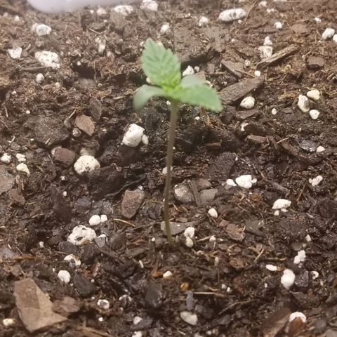 American Pie #2 growlog timeline photo