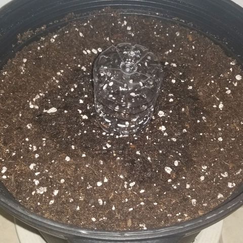 American Pie #2 growlog photo