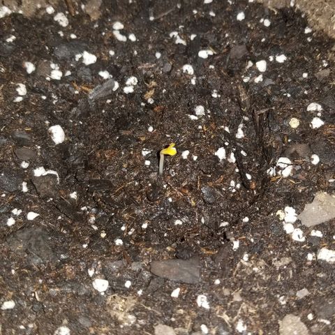 American Pie #2 growlog photo