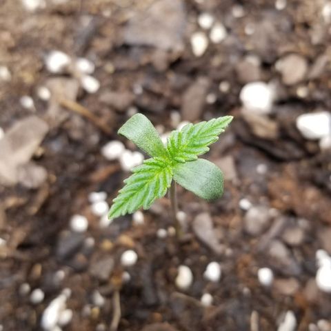 American Pie #2 growlog photo