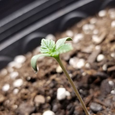 American Pie #2 growlog photo