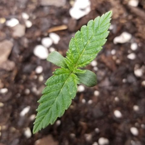 American Pie #2 growlog timeline photo