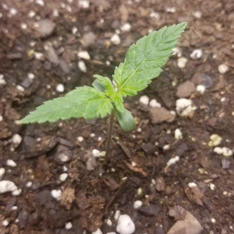 American Pie #2 growlog timeline photo