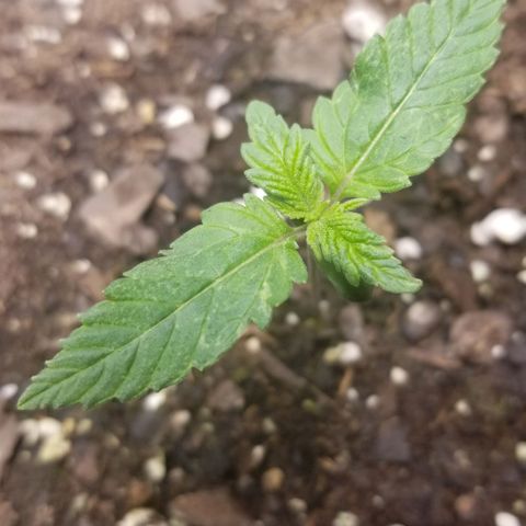 American Pie #2 growlog timeline photo