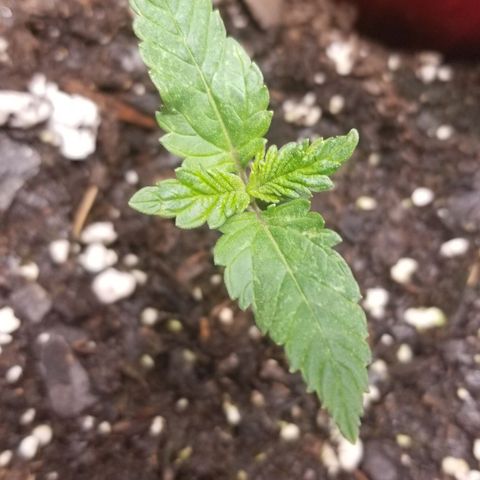 American Pie #2 growlog timeline photo