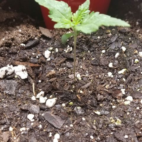 American Pie #2 growlog timeline photo
