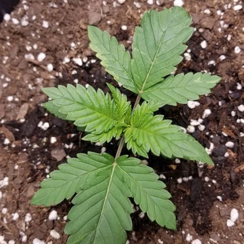 American Pie #2 growlog timeline photo
