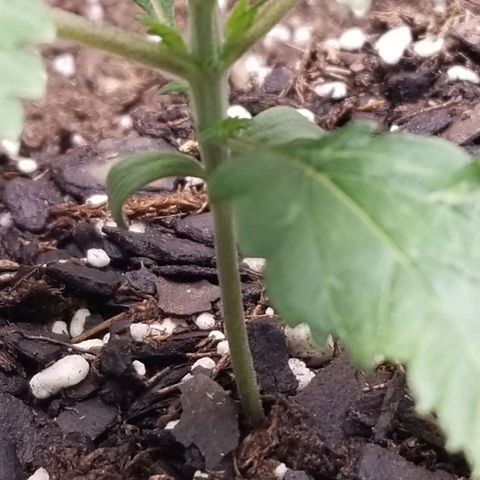 American Pie #2 growlog timeline photo