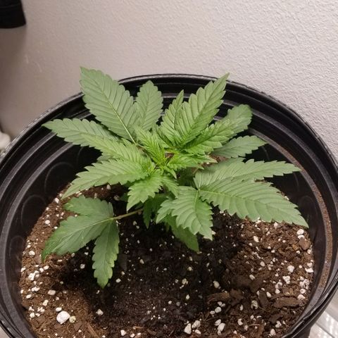 American Pie #2 growlog timeline photo