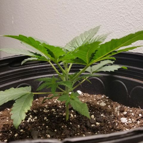 American Pie #2 growlog timeline photo