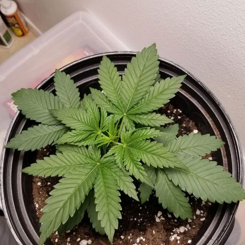 American Pie #2 growlog timeline photo