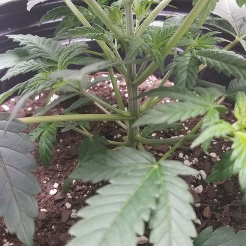American Pie #2 growlog photo: First attempt at LST.