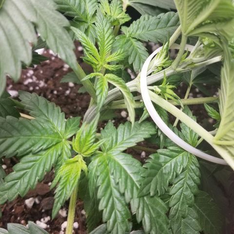American Pie #2 growlog photo: First attempt at LST.
