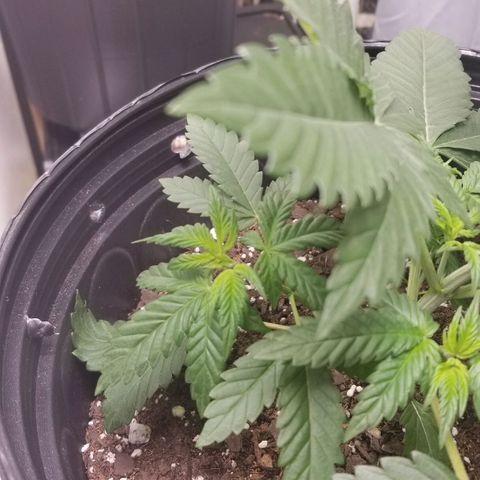 American Pie #2 growlog photo: First attempt at LST.