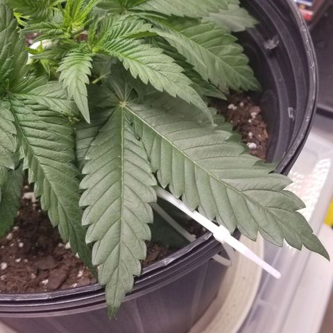 American Pie #2 growlog photo: First attempt at LST.