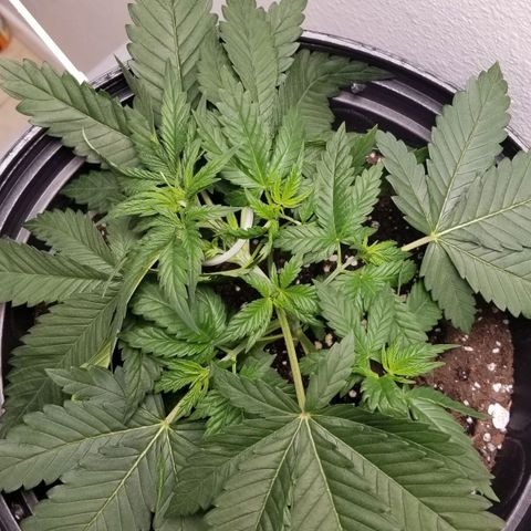 American Pie #2 growlog photo: After first LST.