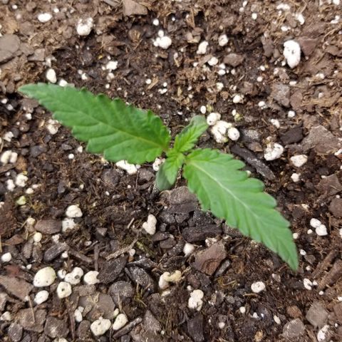 G14 #1 growlog timeline photo