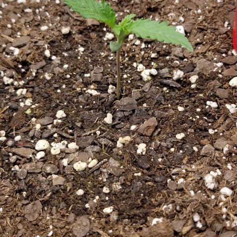 G14 #1 growlog timeline photo