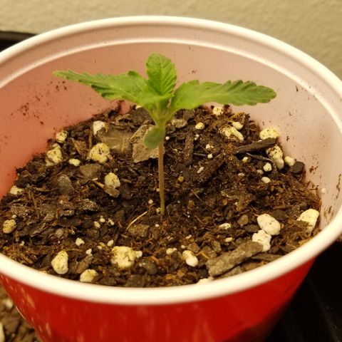 Jack Herer #1 growlog timeline photo