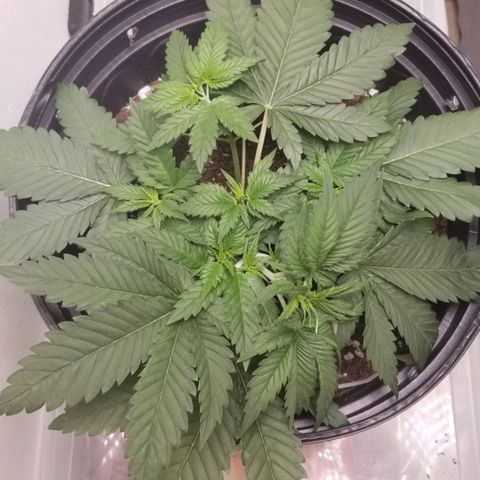 American Pie #2 growlog timeline photo