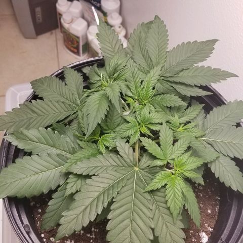 American Pie #2 growlog timeline photo