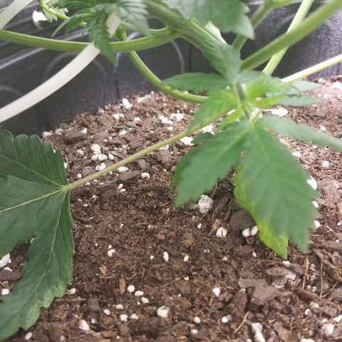 American Pie #2 growlog timeline photo