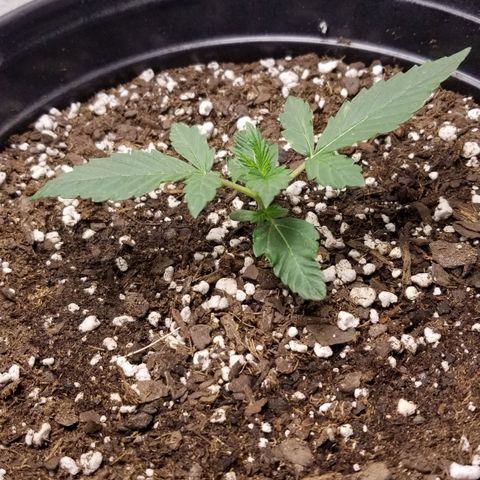 Jack Herer #1 growlog timeline photo