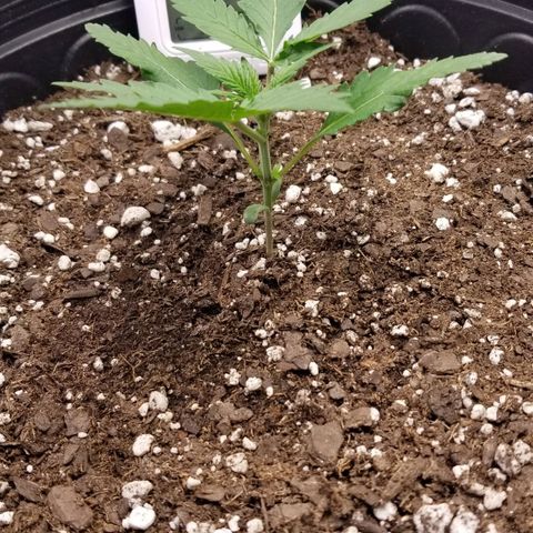 G14 #1 growlog timeline photo
