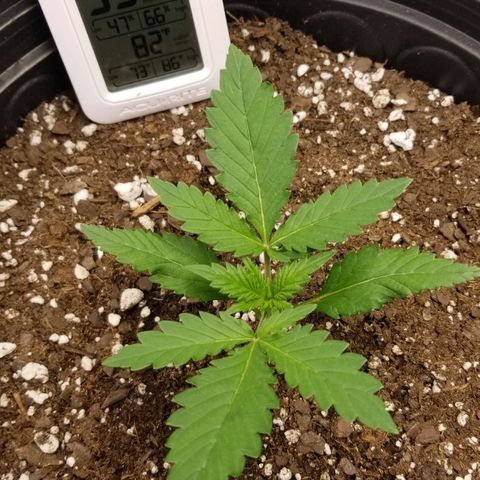 G14 #1 growlog timeline photo