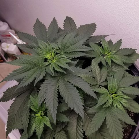 American Pie #2 growlog timeline photo
