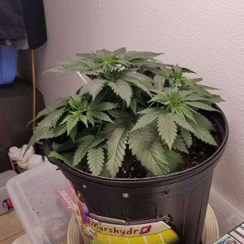 American Pie #2 growlog timeline photo