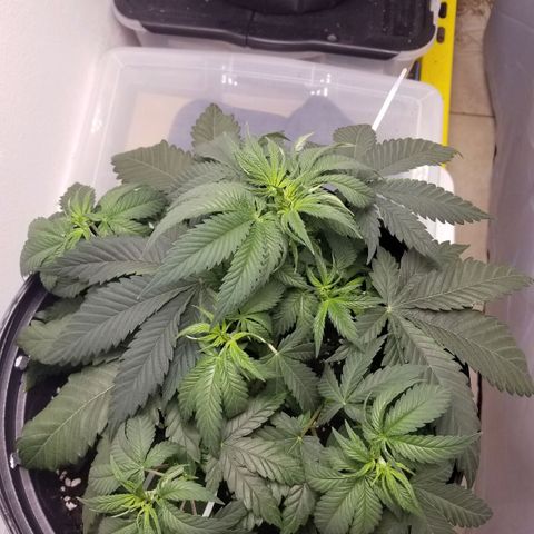 American Pie #2 growlog photo: After second LST and minor trimming.