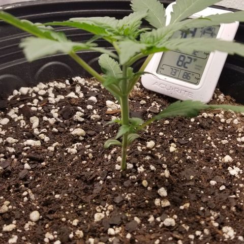 G14 #1 growlog timeline photo